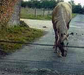 Kit Road Gate